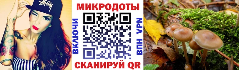 Галлюциногенные грибы Psilocybe  Тавда 